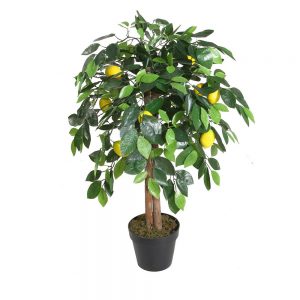 Lemon Tree