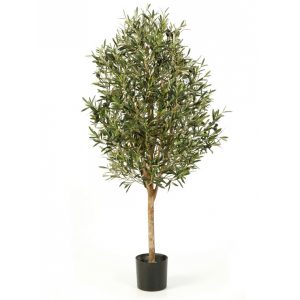 Olive Tree